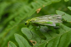 Rhogogaster viridis, Clumber Park