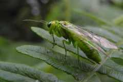 Rhogogaster viridis, Clumber Park