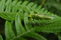 Rhogogaster viridis, Clumber Park