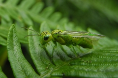 Rhogogaster viridis, Clumber Park