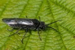 Dolerus nitens, Danes Hill NR