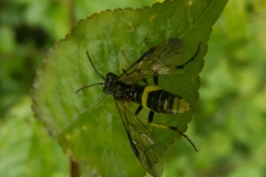 Tenthredo celtica, Clumber Park