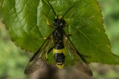 Tenthredo celtica, Clumber Park