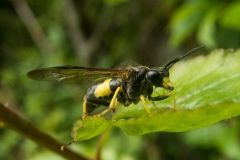 Tenthredo celtica, Clumber Park