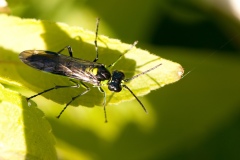 Tenthredo mesomelas (possibly), Anston Stones Wood