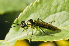 Tenthredo mesomelas (possibly), Anston Stones Wood