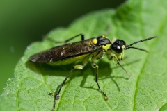 Tenthredo mioceras, Daneshill NR