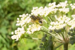 Tenthredo brevicornis, Whitwell Wood