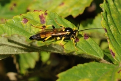 Tenthredo maculata, Lound