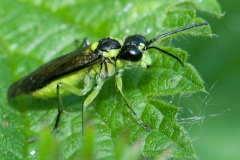 Tenthredo mioceras, Daneshill NR