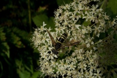 Tenthredo omissa, Clumber Park