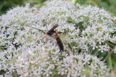 Tenthredopsis campestris, Whitwell Wood