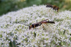 Tenthredopsis campestris, Whitwell Wood