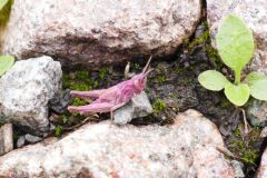 Pink Grasshopper