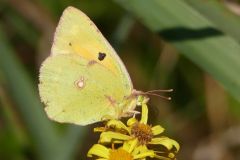 Clouded Yellow - Colias croceus