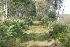 Thorne Moor, Collis Tram