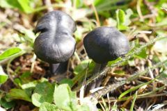 Entoloma nigraviolaceum