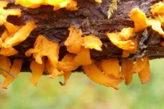 Gymnosporangium cornutum on Juniper.