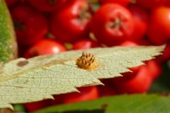 Gymnosporangium cornutum on Rowan leaf.