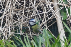 Blue Tit behavour