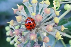 Harlequin Ladybird,Harmonia axyridus f.succinea,29.10.23, Thorne Rd SE602054 ON IVY BY Nora Boyle