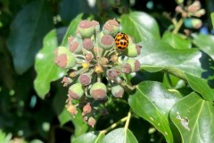 ladybird