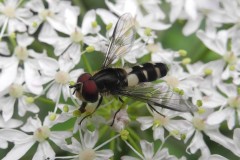 Leucozona laternaria - Lindrick Common, 19 June 2020