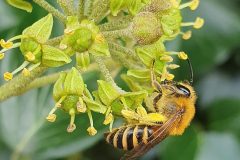 Ivy Mining Bee  on Ivy. 