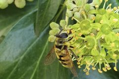 Batman hoverfly side view showing legs