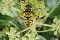 Male Batman Hoverfly, Myathropa florea, 17.9.23 Thorne Rd SE605055 on Ivy by Nora Boyle