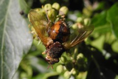 Tachina fera-Lindrick Common. 200180923