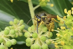 German wasp,Vespula germannica,17.9.23, Thorne Rd SE605055,on Ivy by Nora Boyle