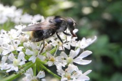 Cheilosia illustrata-Lindrick Common 20200626