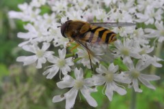 Epistrophe diaphana-Elsecar 20190719