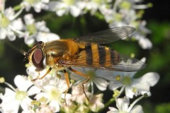 Epistrophe grossulariae-Lindrick Common 20200625