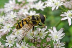 Myathropa florea-Lindrick Common 20200619