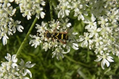 Wasp Beetle, Clytus arietis on Hogweed, Chesterfield Canal near Wiseton, 3 June 2023. Photo by Tricia Haigh