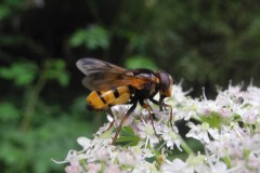 Volucella inanis - Lindrick Common, 16 June 2020.