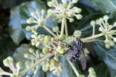 Common flesh Fly,Sarcophaga carnaria, 3.9.23, Thorne Rd, SE605055 on Ivy by Nora Boyle