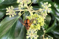 Tachinid fly,Tacihna fera, 3.9.23, Thorne Rd SE605055,on Ivy by Nora Boyle