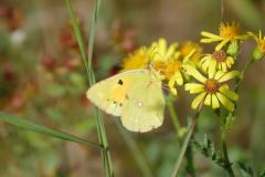 Clouded Yellow on Ragwort - Thorne Moors, 8 September 2020.