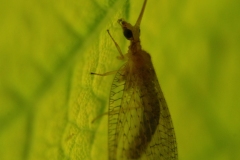 Hemerobius sp. - Brown Lacewing, Anston Stones Wood