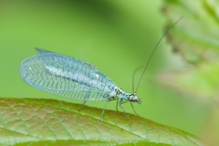 Chrysopa sp. - Green Lacewing, Lound