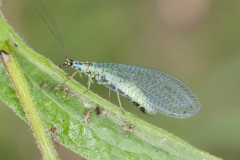 Chrysopa sp. - Green Lacewing, Dinnington Marsh