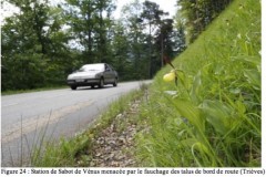 5 A roadside slipper in S.France