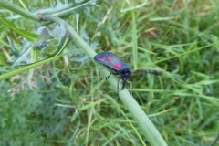 Narrow-Bordered Five Spot Burnet at Lakeside