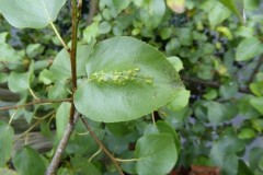 Eriophyes laevis gall, Lakeside