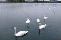 Swans at Lakeside