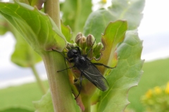 Bibio marci (male)