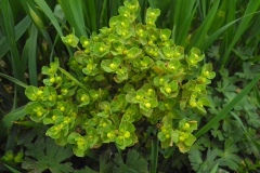 Sun-Spurge-Euphorbia-helioscopia